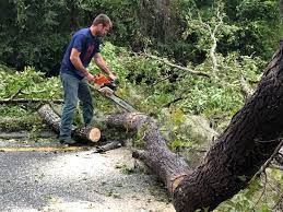 Best Lawn Grading and Leveling  in Watsessing, NJ