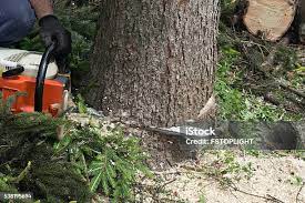 Best Tree and Shrub Care  in Watsessing, NJ