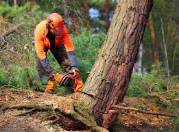 Best Hazardous Tree Removal  in Watsessing, NJ