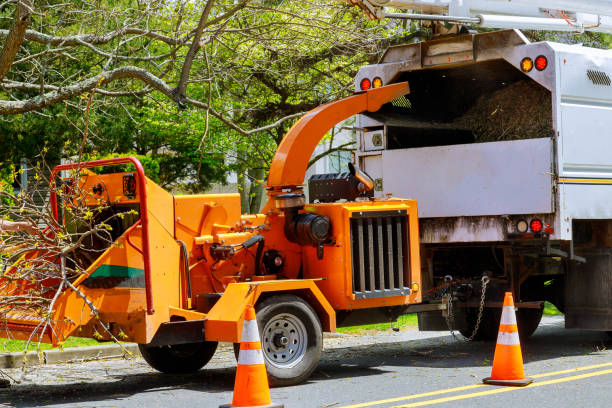 Best Lot and Land Clearing  in Watsessing, NJ