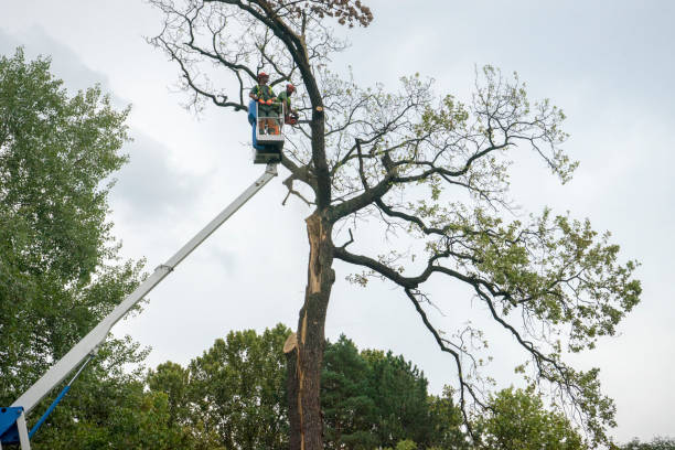 Best Seasonal Cleanup (Spring/Fall)  in Watsessing, NJ