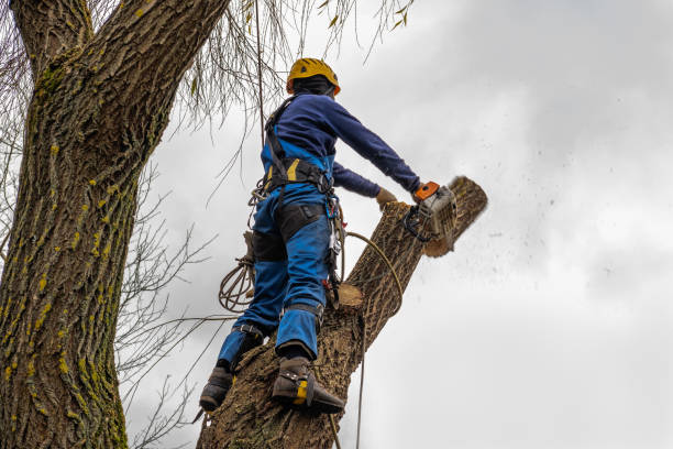 Best Pest Control for Lawns  in Watsessing, NJ