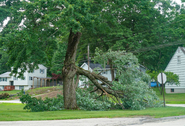 Best Tree Preservation Services  in Watsessing, NJ