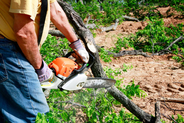Best Tree Removal  in Watsessing, NJ
