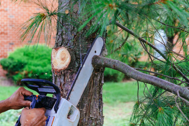 Best Tree Removal  in Watsessing, NJ